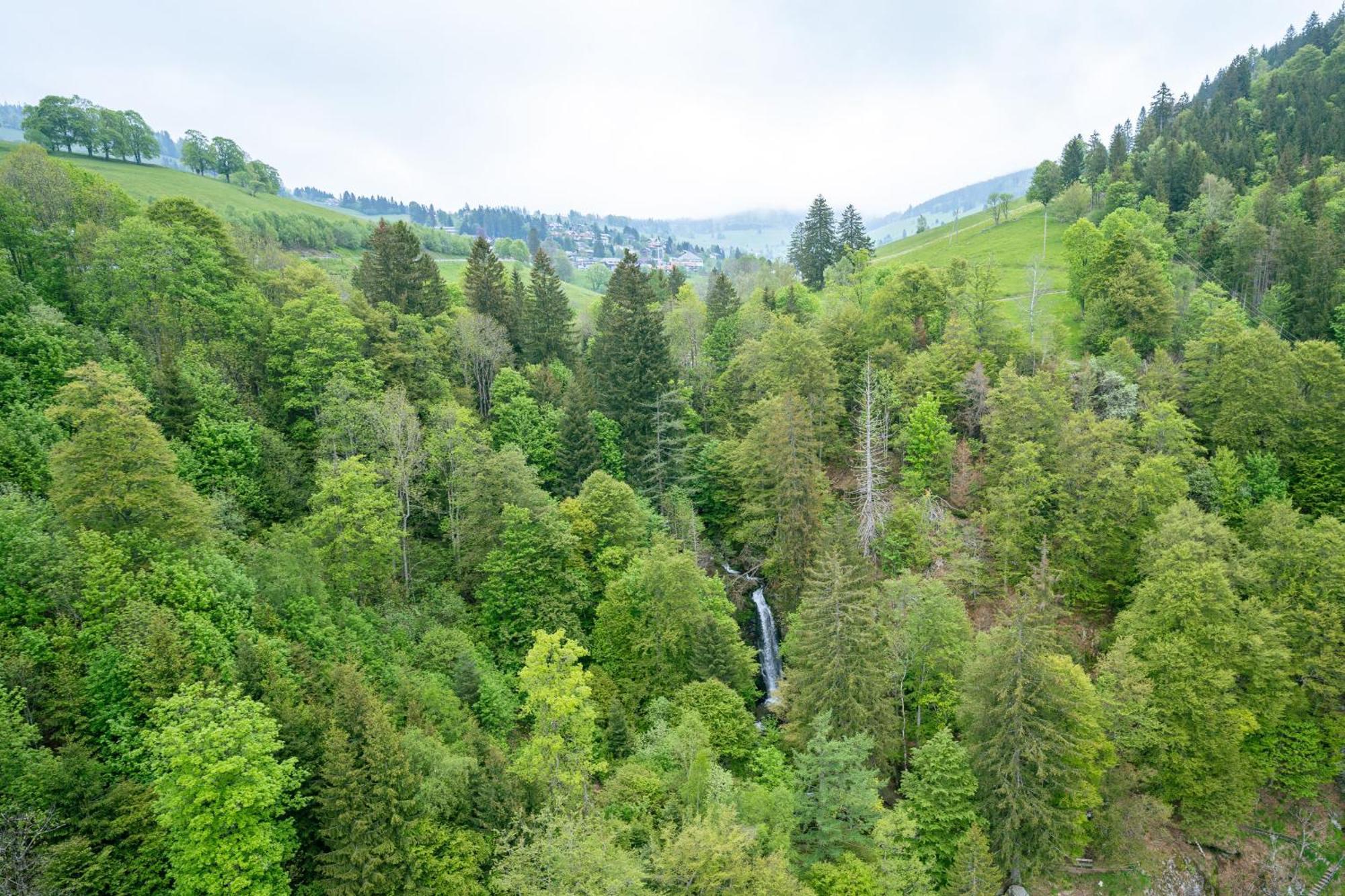 Black Forest Hotel Todtnau Esterno foto
